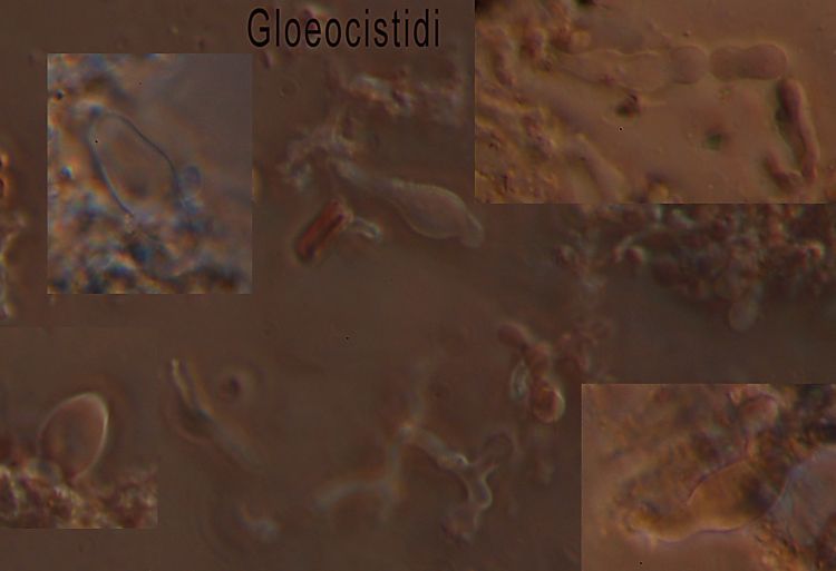 Altra crosta bianca - foto 1312 (Crustomyces subabruptus)